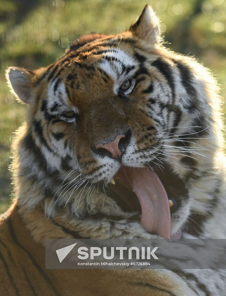 Russia Animals Tigers