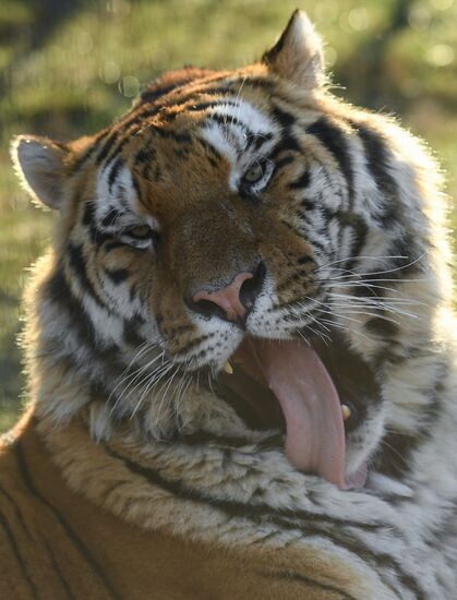 Russia Animals Tigers