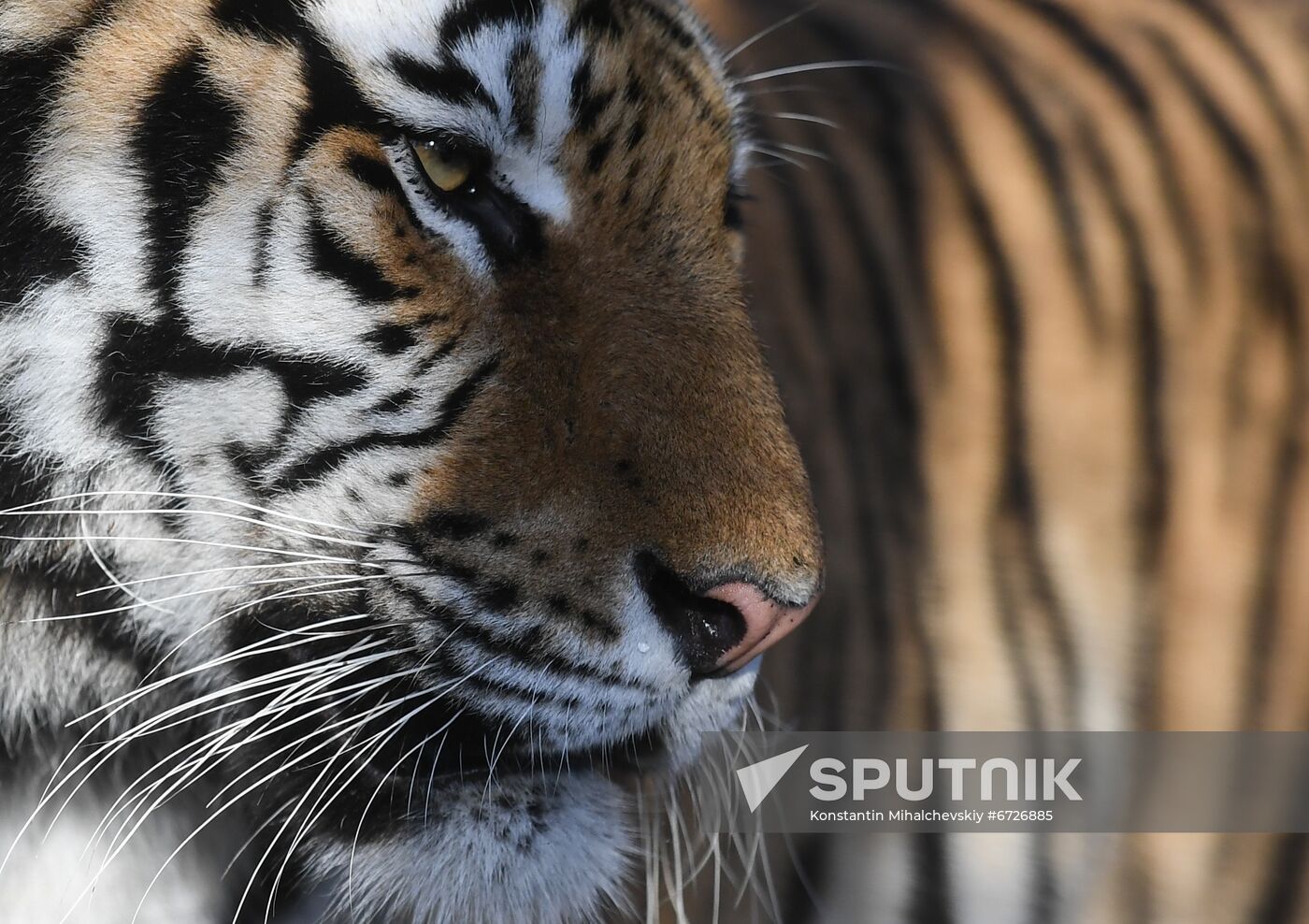 Russia Animals Tigers