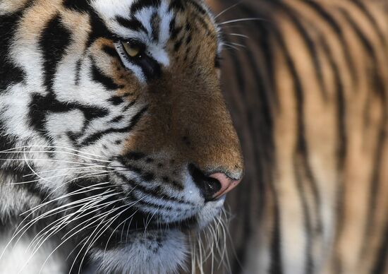 Russia Animals Tigers