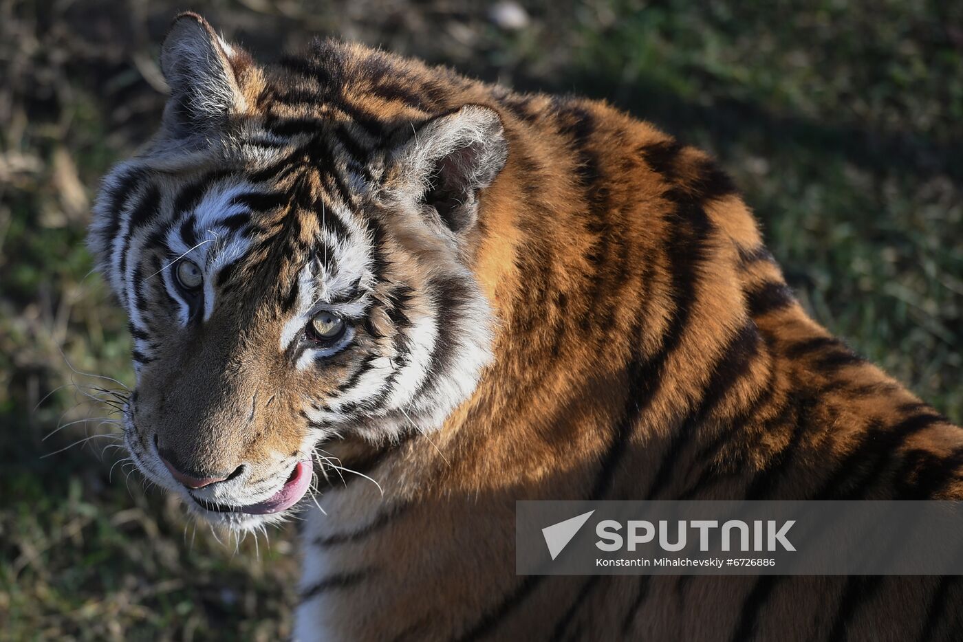 Russia Animals Tigers