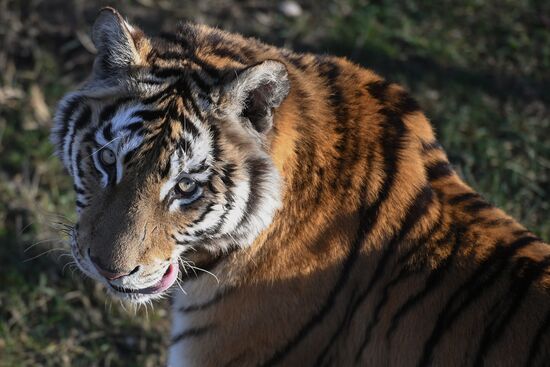 Russia Animals Tigers