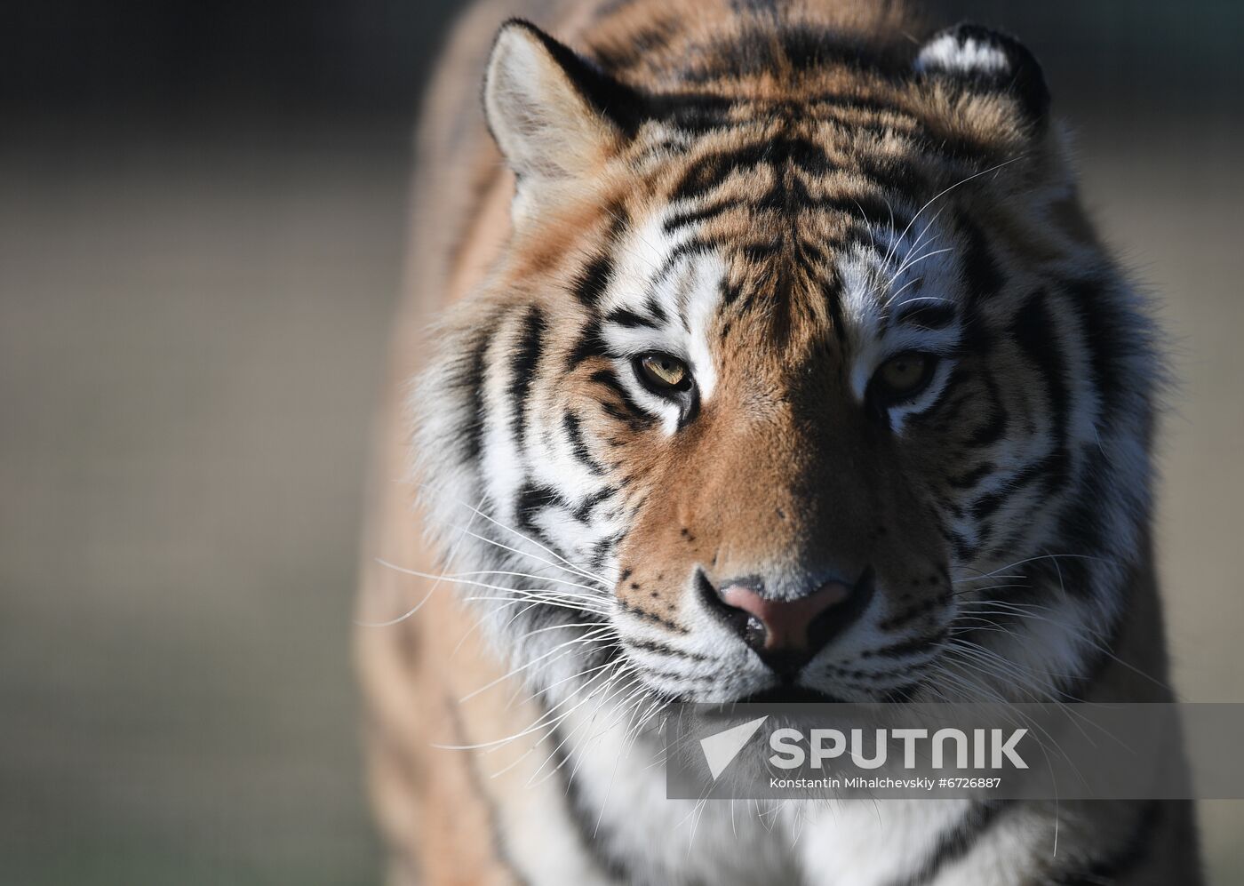 Russia Animals Tigers