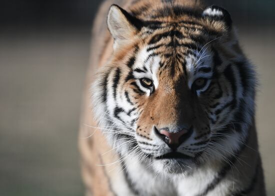 Russia Animals Tigers