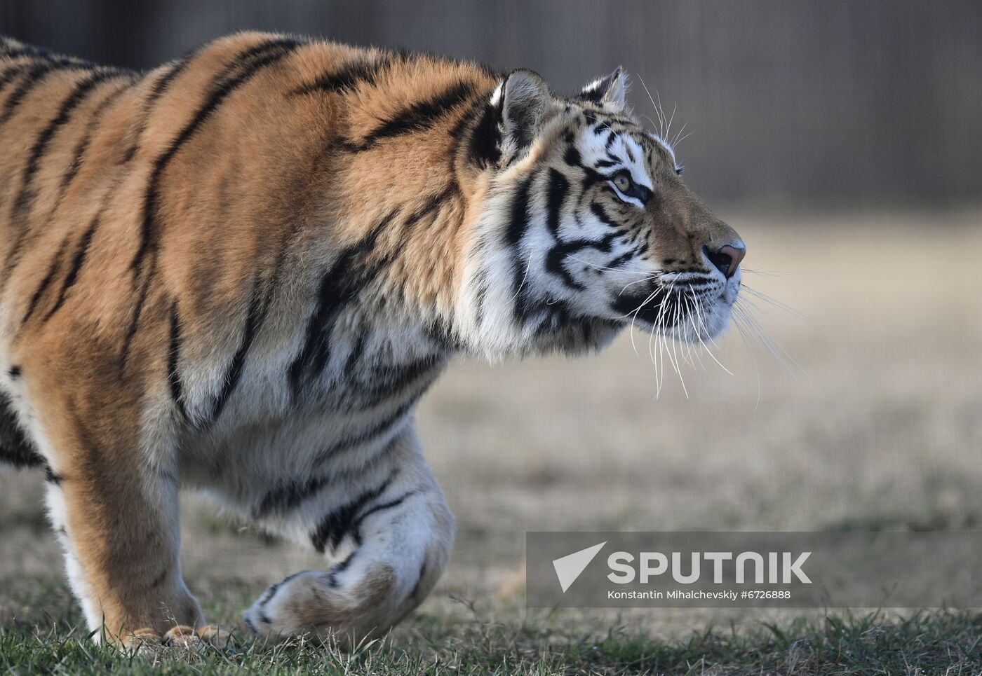 Russia Animals Tigers
