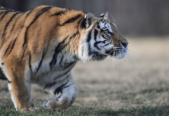 Russia Animals Tigers