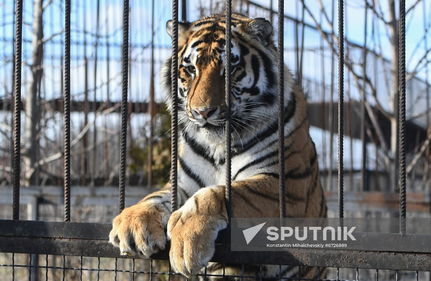 Russia Animals Tigers
