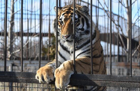 Russia Animals Tigers