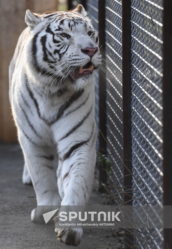 Russia Animals Tigers