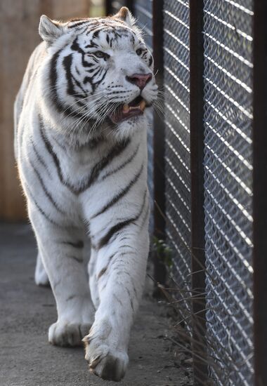 Russia Animals Tigers