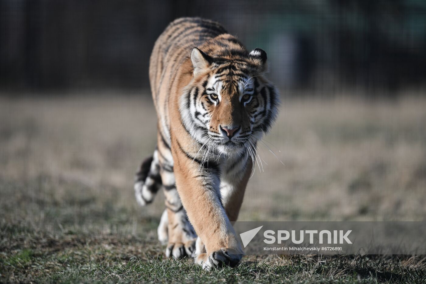 Russia Animals Tigers