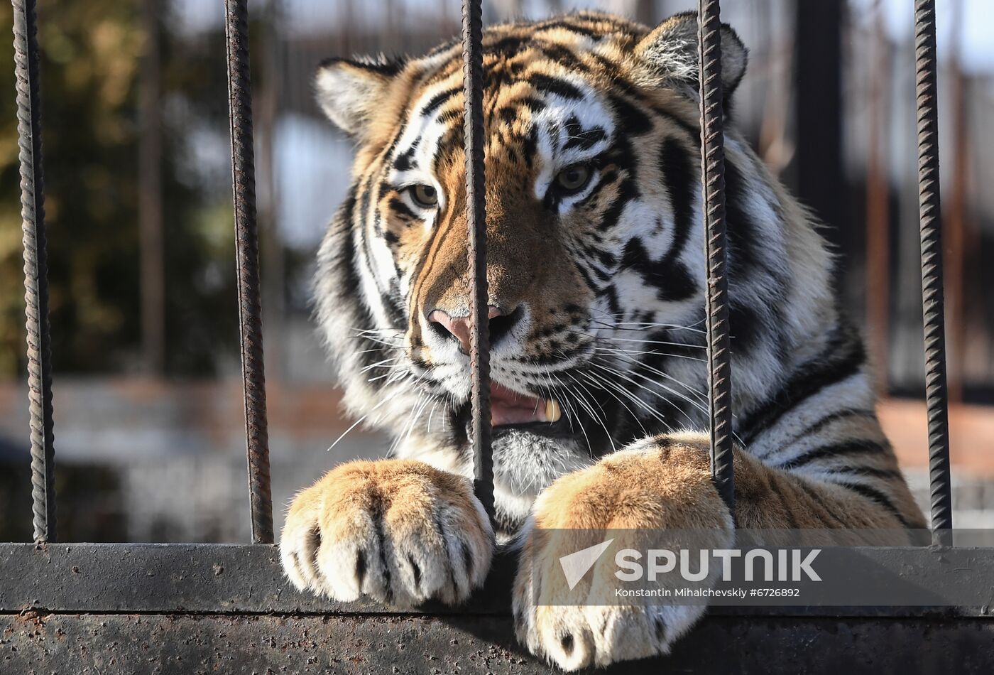 Russia Animals Tigers