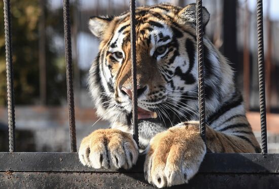 Russia Animals Tigers