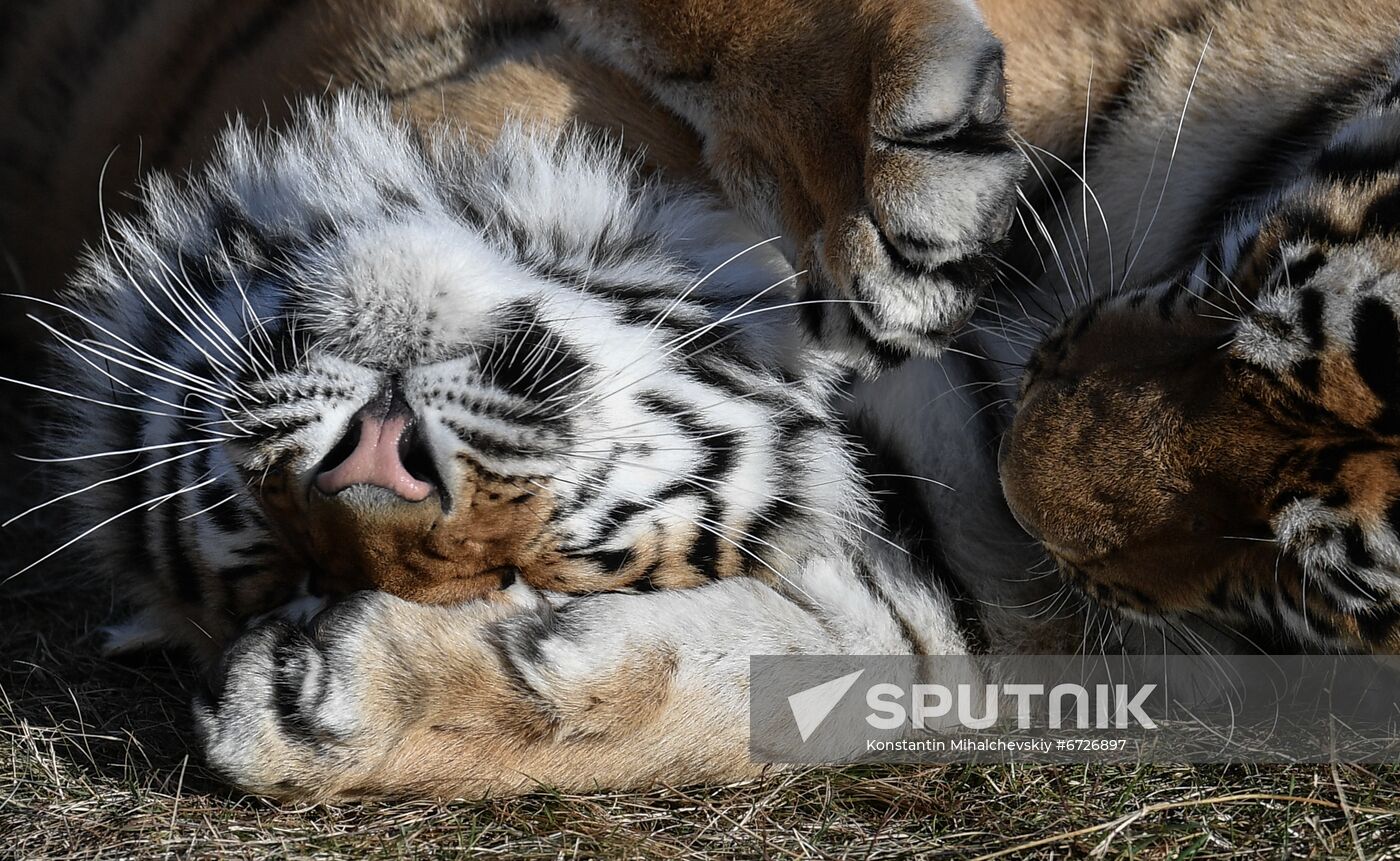 Russia Animals Tigers