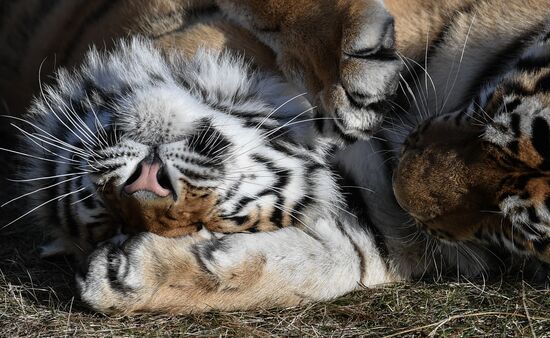 Russia Animals Tigers