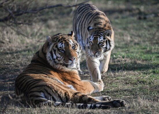 Russia Animals Tigers