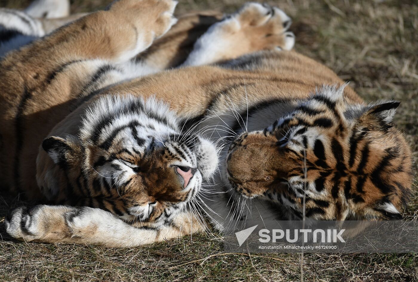 Russia Animals Tigers
