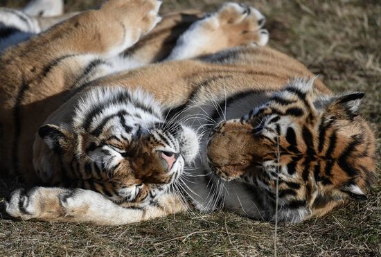 Russia Animals Tigers