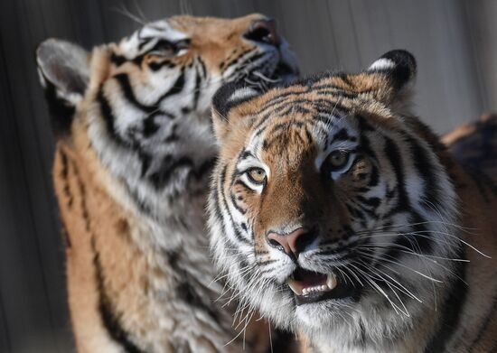 Russia Animals Tigers
