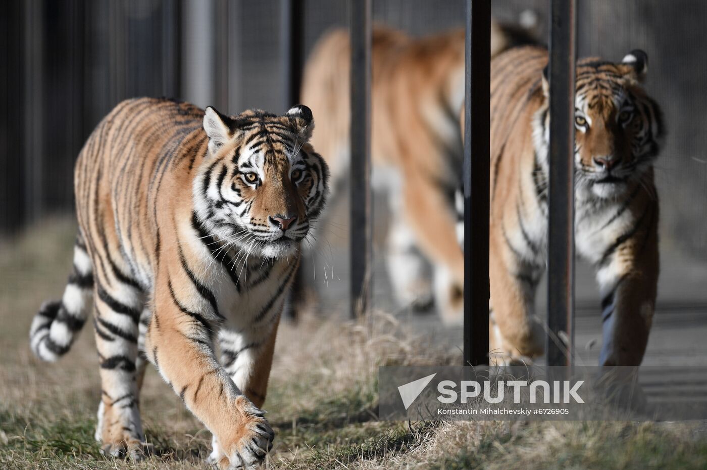 Russia Animals Tigers