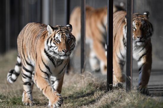 Russia Animals Tigers