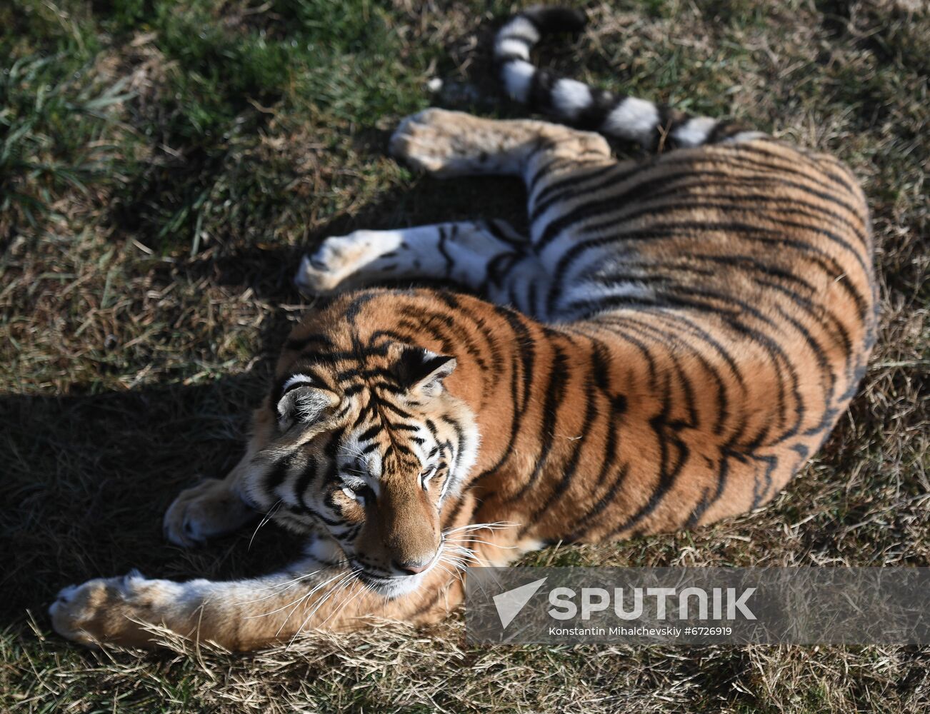Russia Animals Tigers