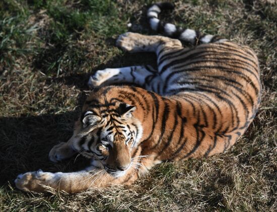 Russia Animals Tigers