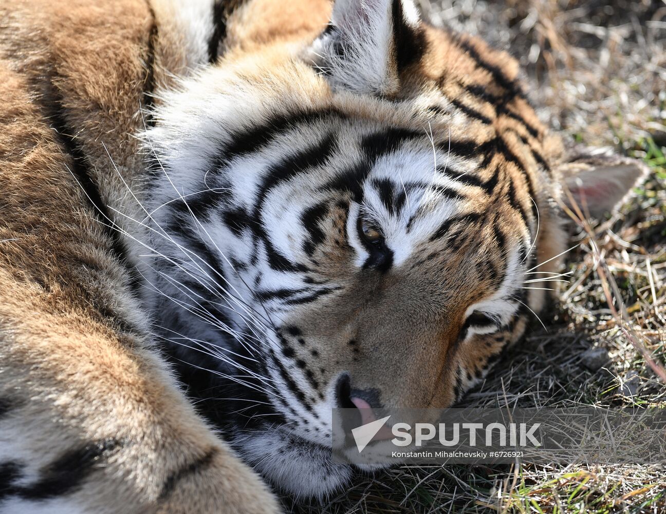 Russia Animals Tigers