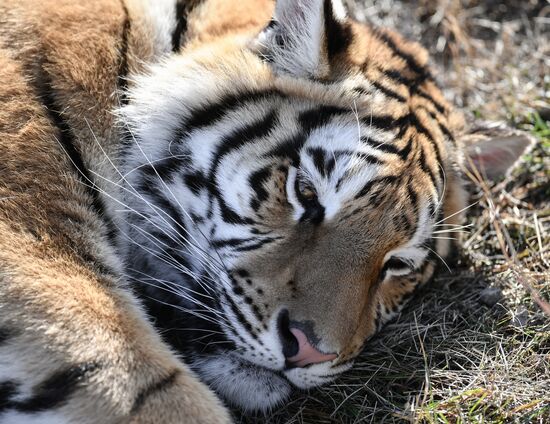 Russia Animals Tigers