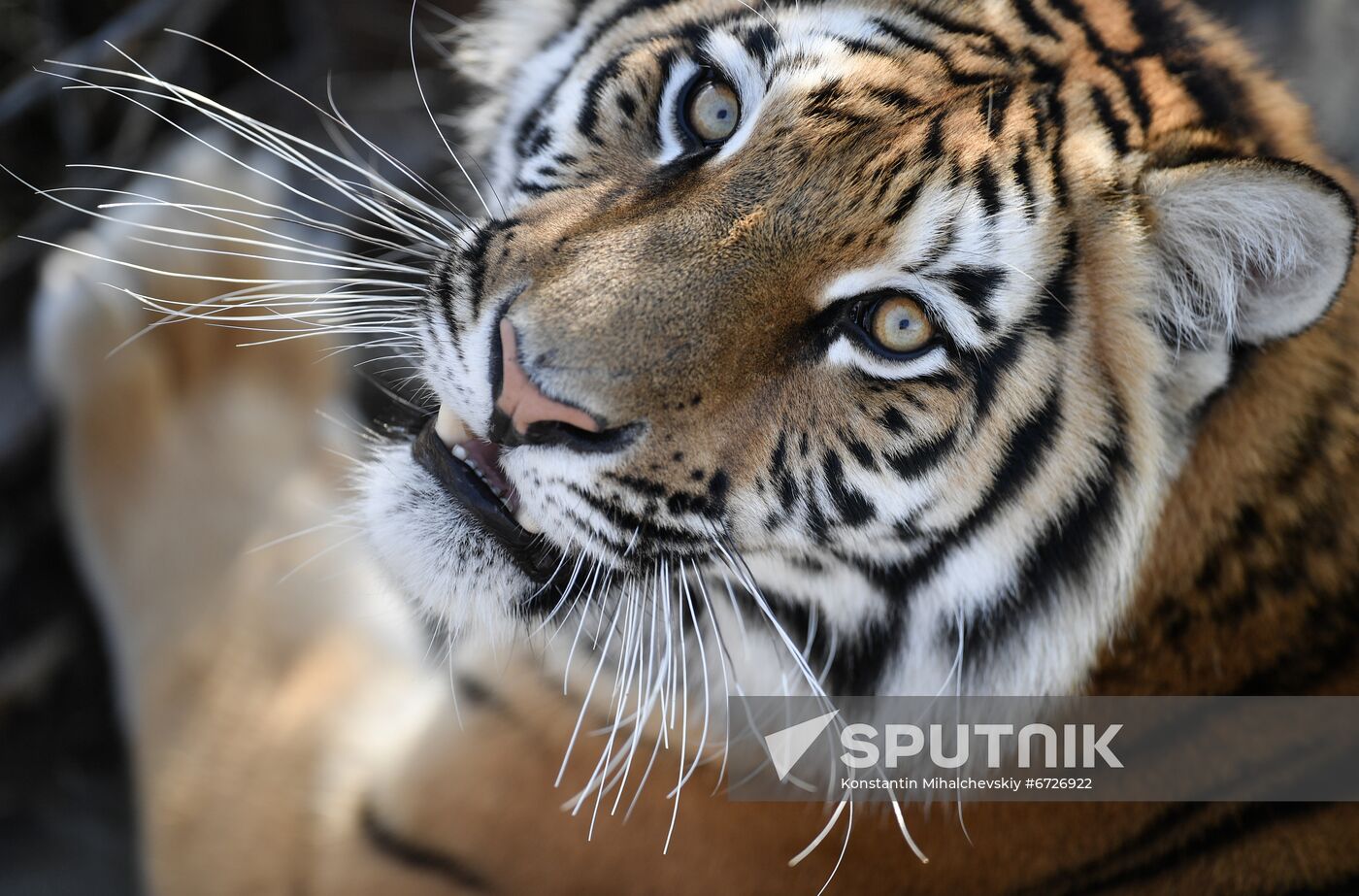 Russia Animals Tigers