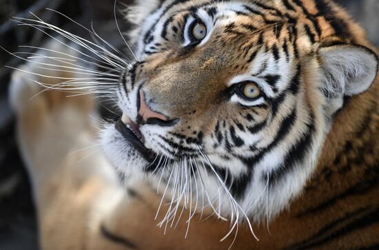 Russia Animals Tigers