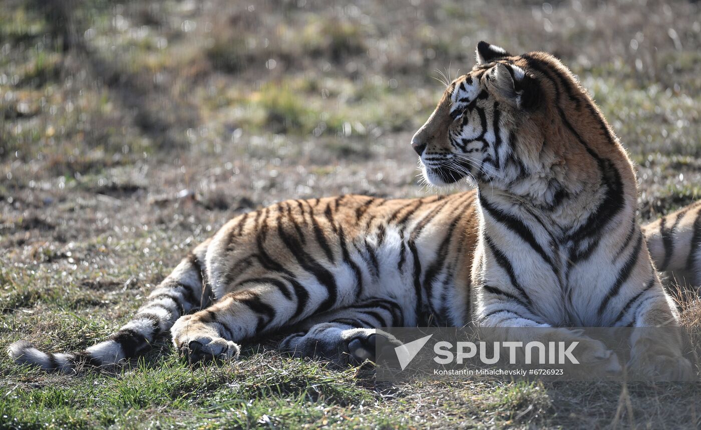 Russia Animals Tigers