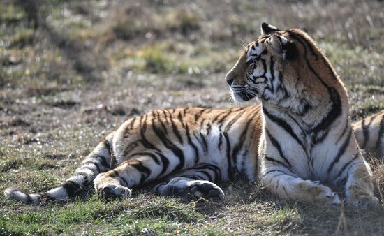 Russia Animals Tigers