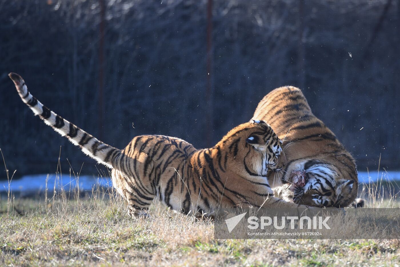 Russia Animals Tigers