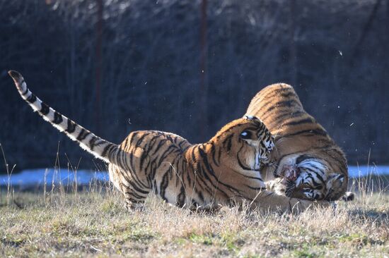 Russia Animals Tigers