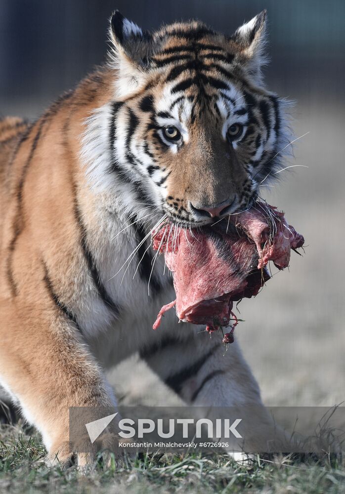 Russia Animals Tigers