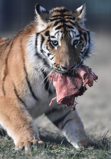 Russia Animals Tigers