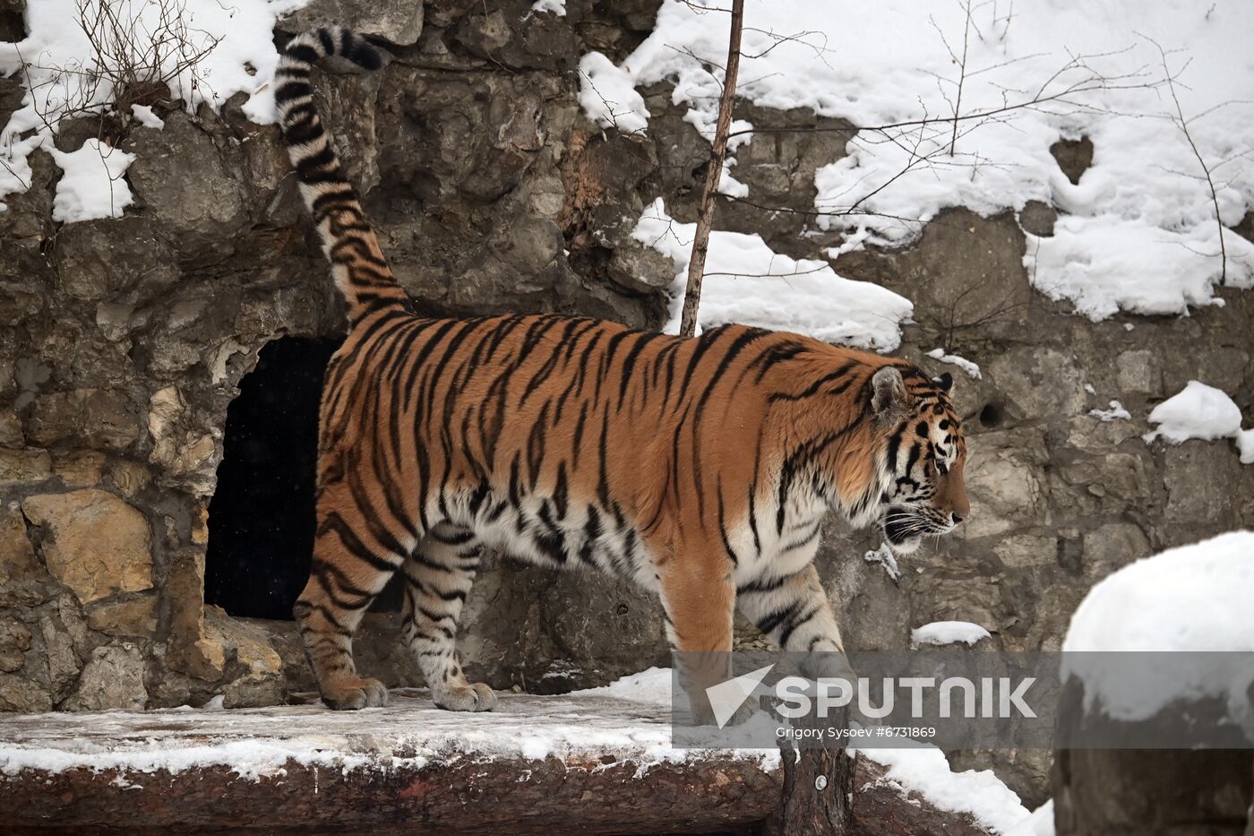 Russia Animals Tigers