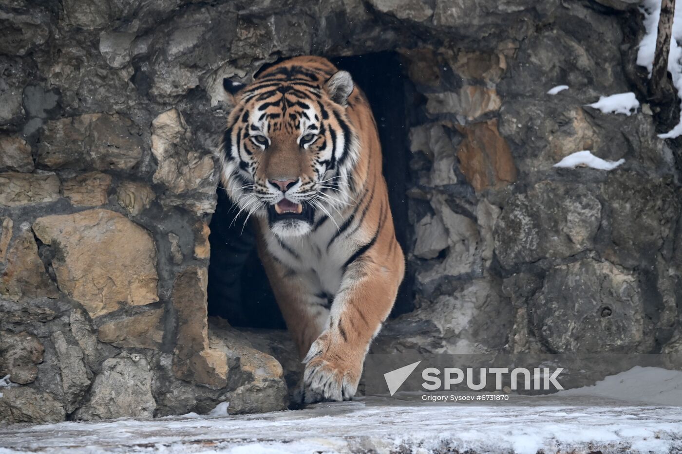 Russia Animals Tigers