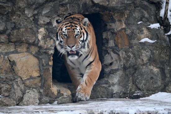 Russia Animals Tigers