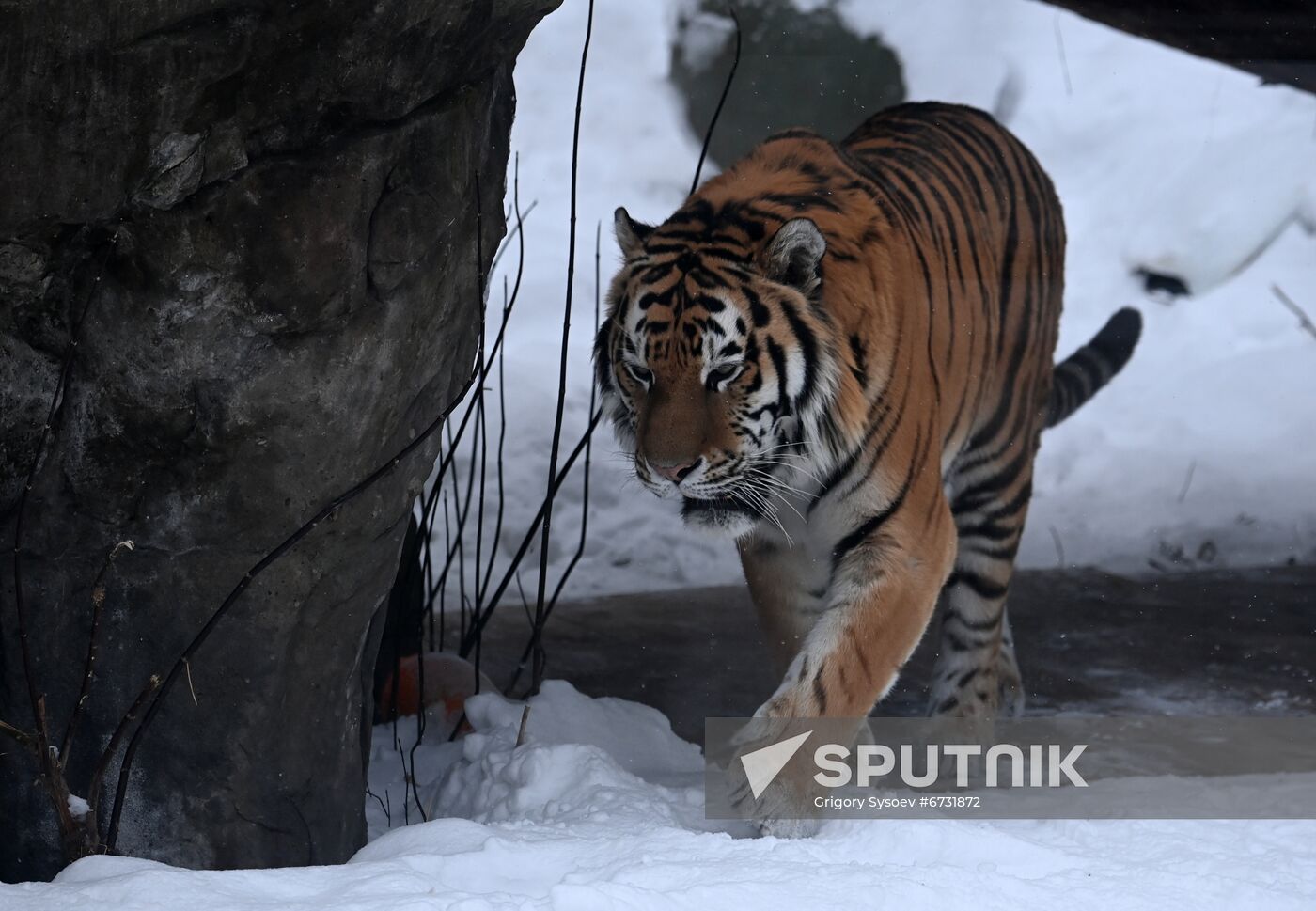 Russia Animals Tigers