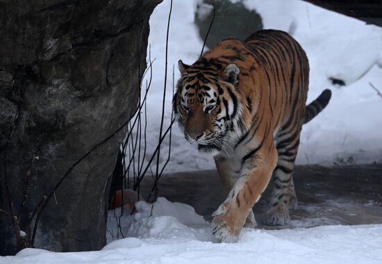 Russia Animals Tigers