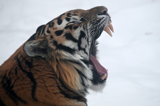 Russia Animals Tigers