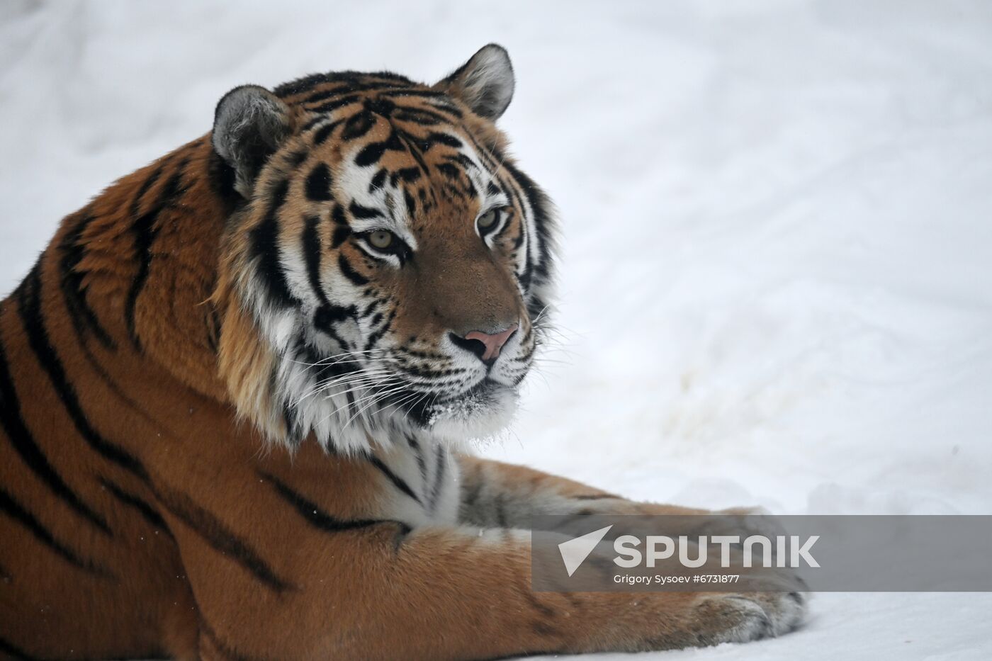 Russia Animals Tigers