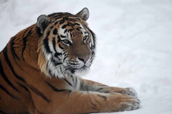 Russia Animals Tigers