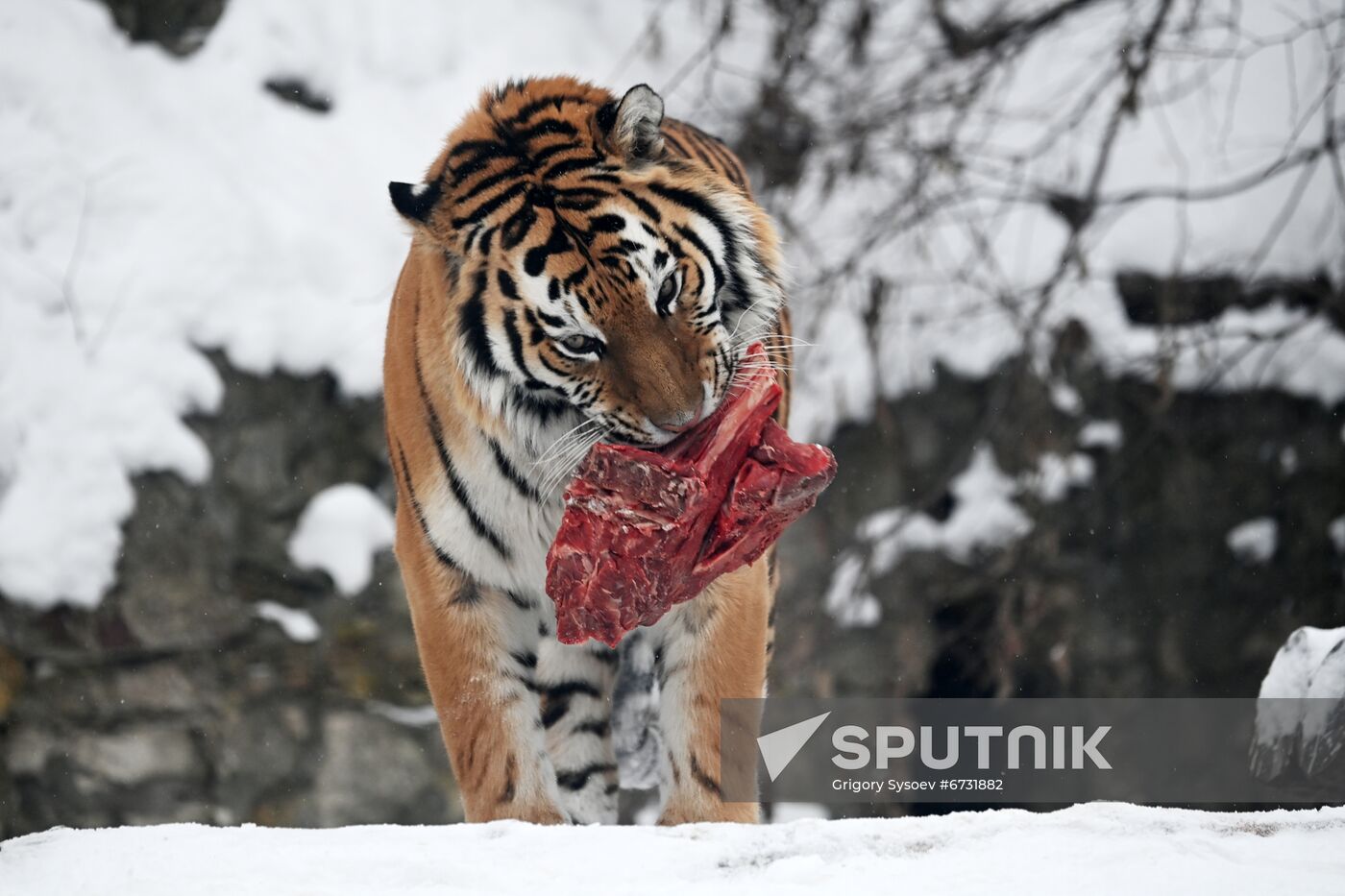Russia Animals Tigers