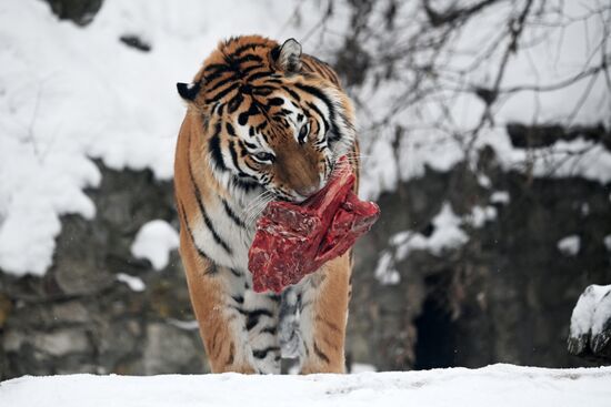 Russia Animals Tigers