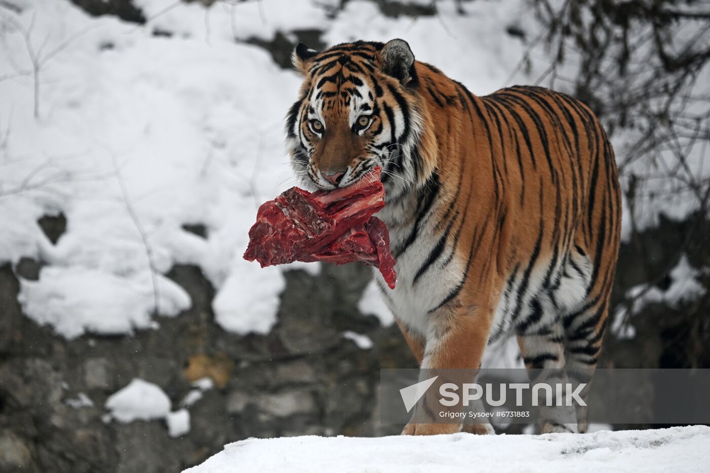 Russia Animals Tigers