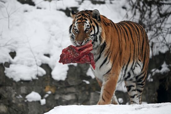 Russia Animals Tigers