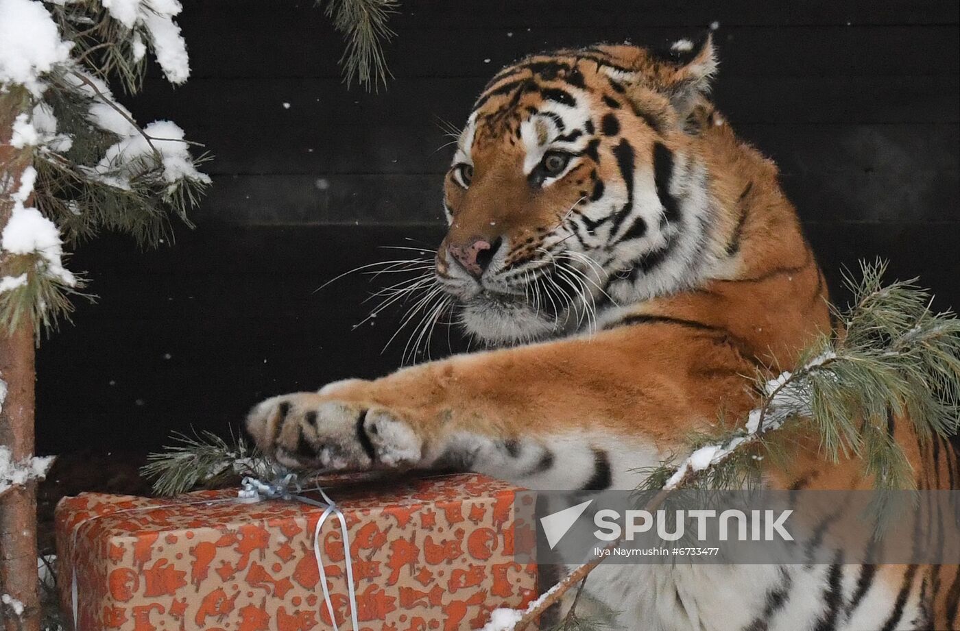 Russia Animals Tigers 